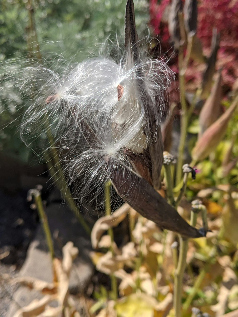 a close up of a dandelion in a garden