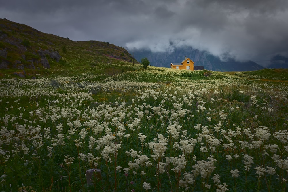 a field of flowers with a house in the background