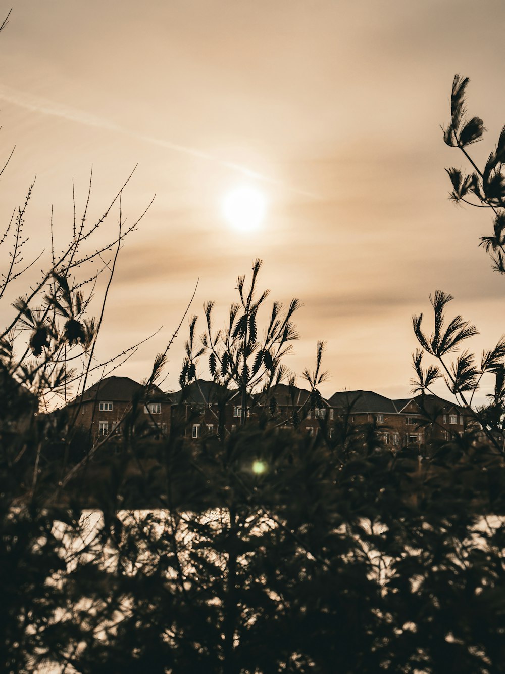 the sun shines through the branches of a tree