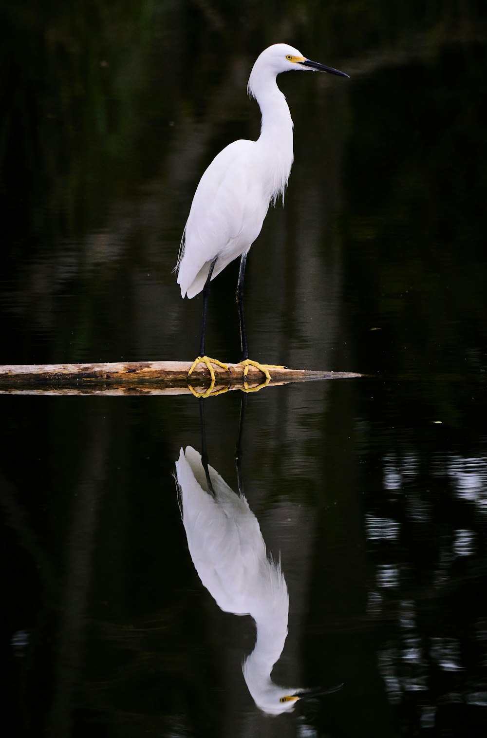 a white bird is standing on a stick in the water
