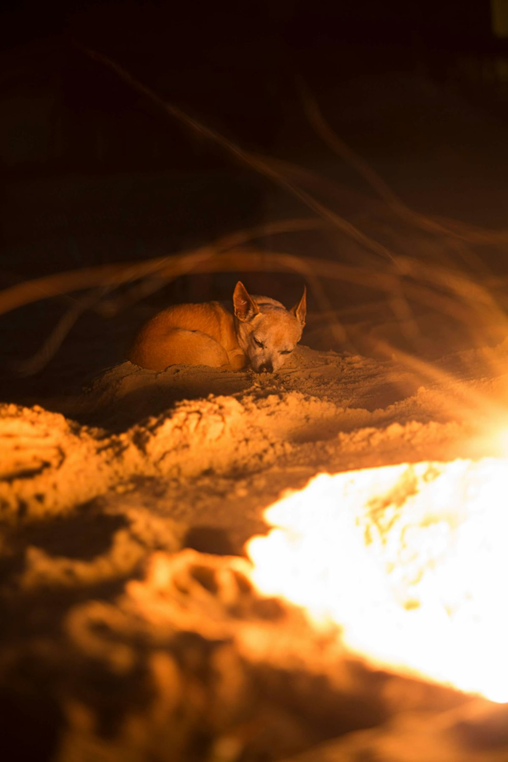 a cat sitting in the sand next to a fire