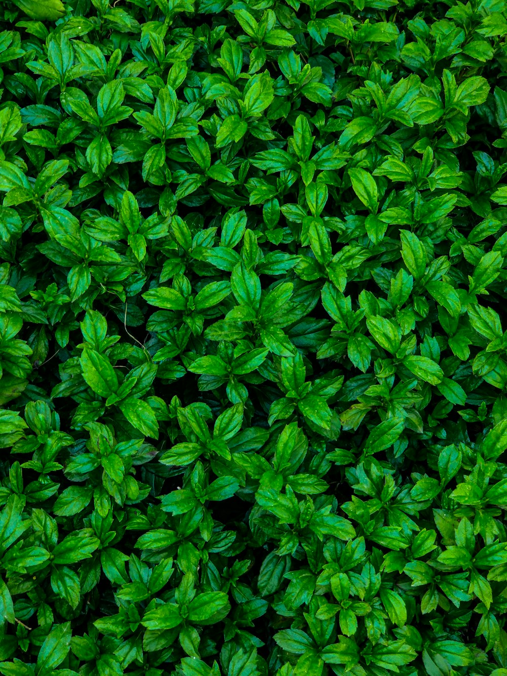 a close up of a bush with green leaves