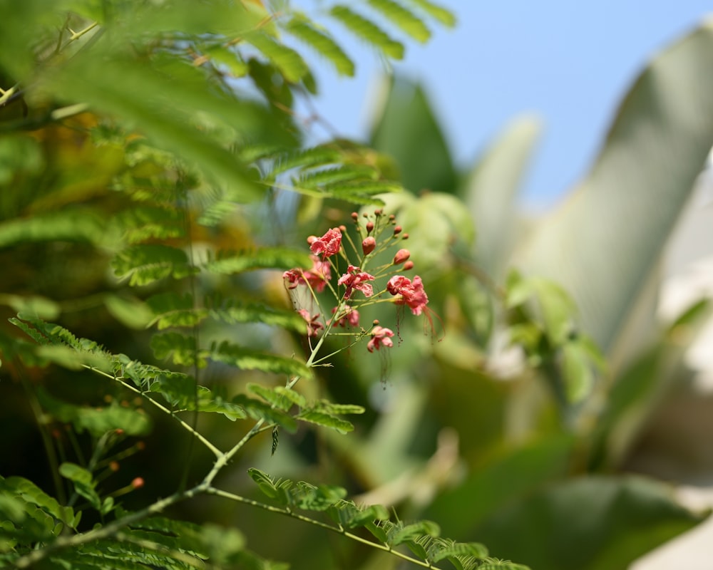 a close up of a plant with red flowers