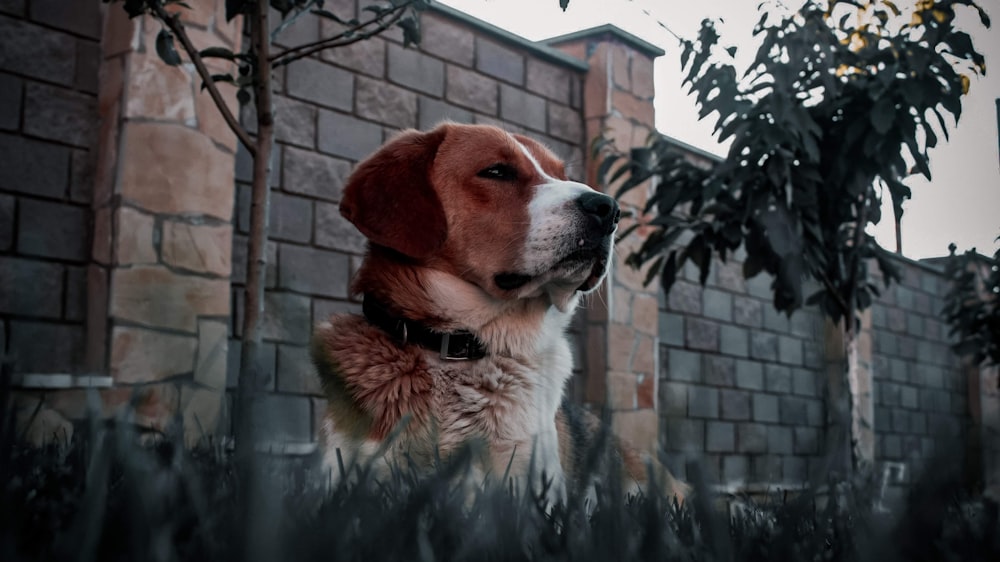 a brown and white dog standing next to a brick building