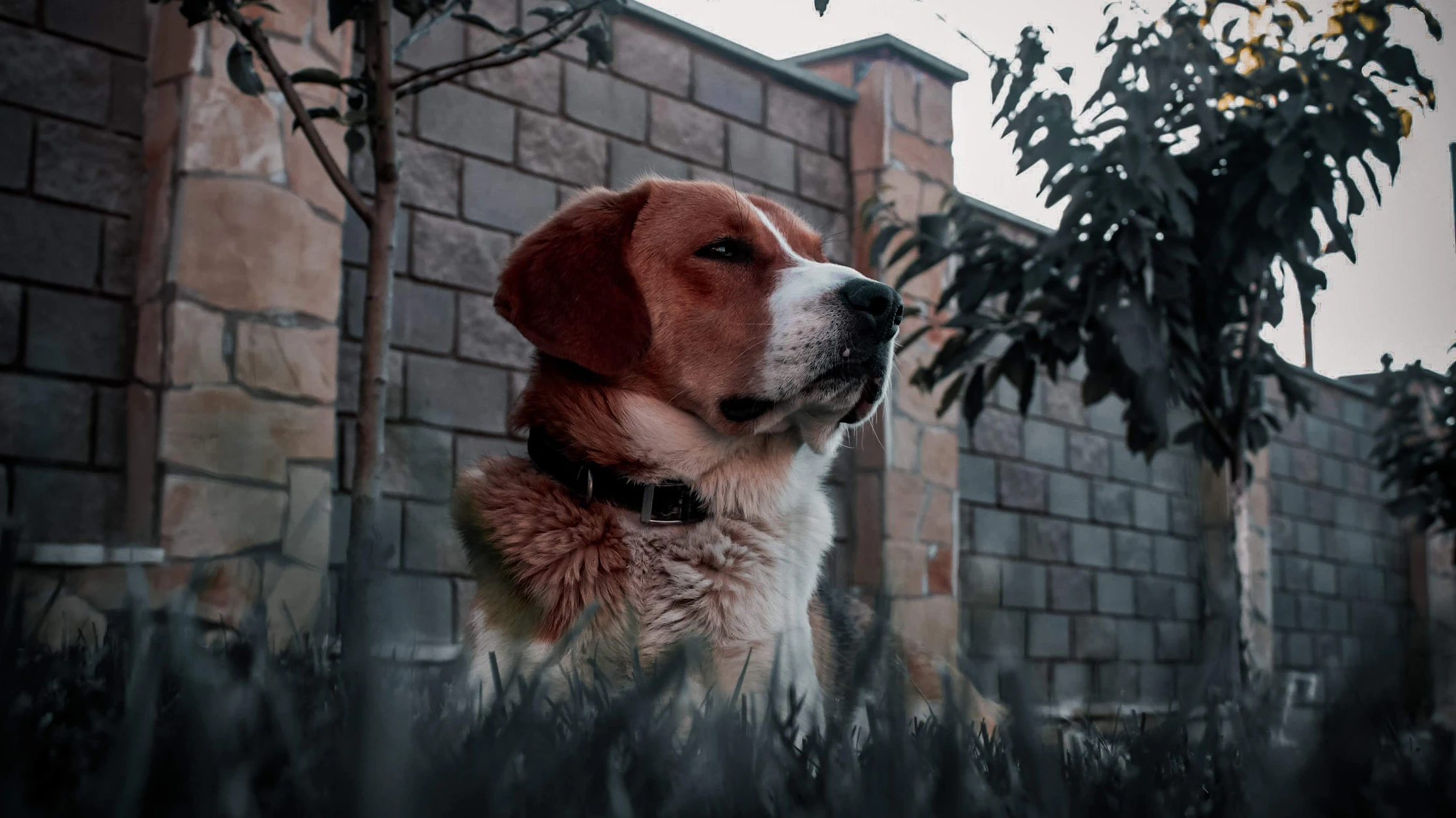 Animal welfare charity Cyprus - GiveHope CY