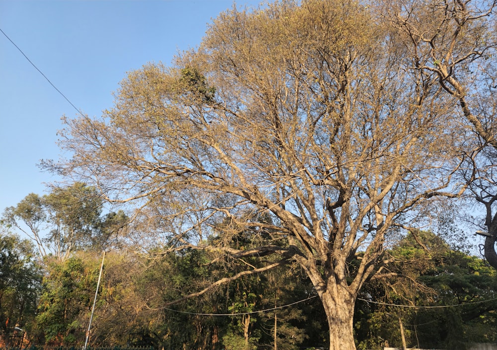 a large tree in the middle of a park