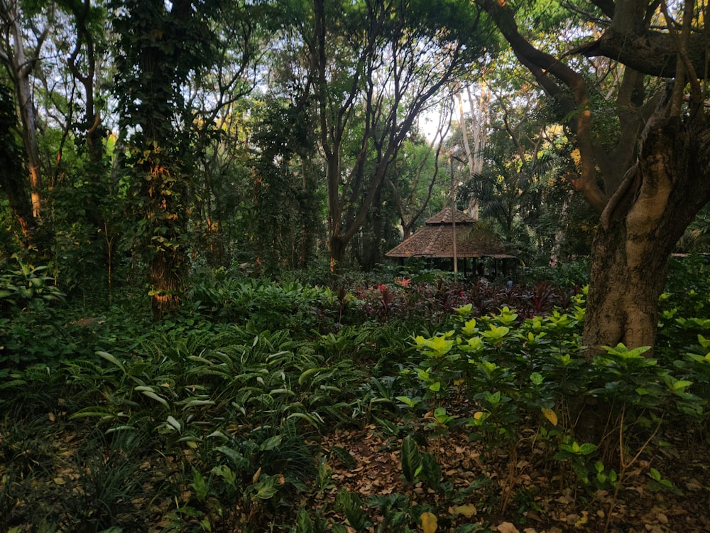 a small hut in the middle of a forest