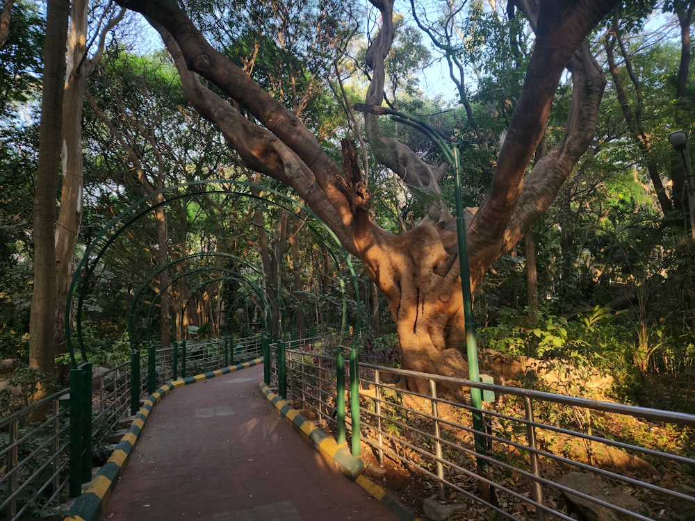 a walkway in a park with a tree on the other side