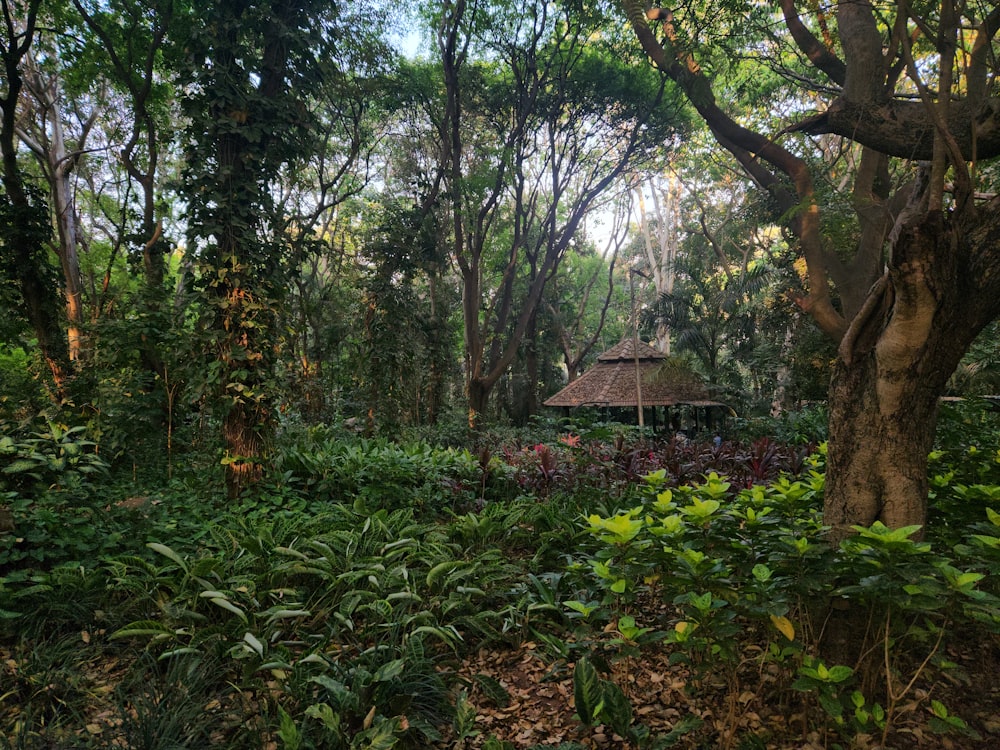 a gazebo in the middle of a lush green forest
