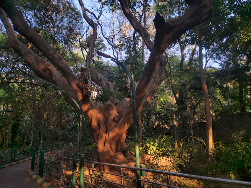 ein großer Baum mitten in einem Park