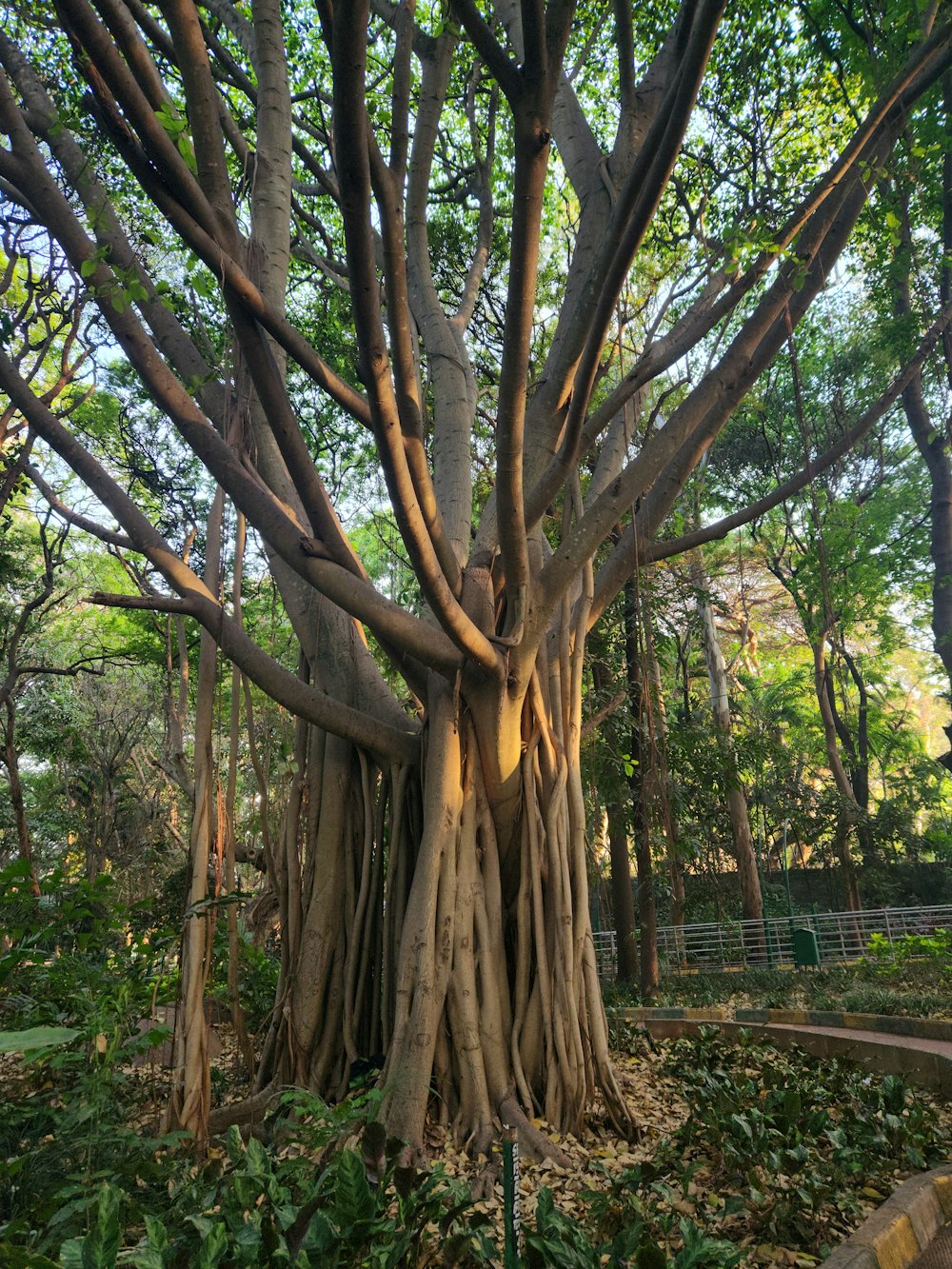 a large tree in a park with lots of trees around it