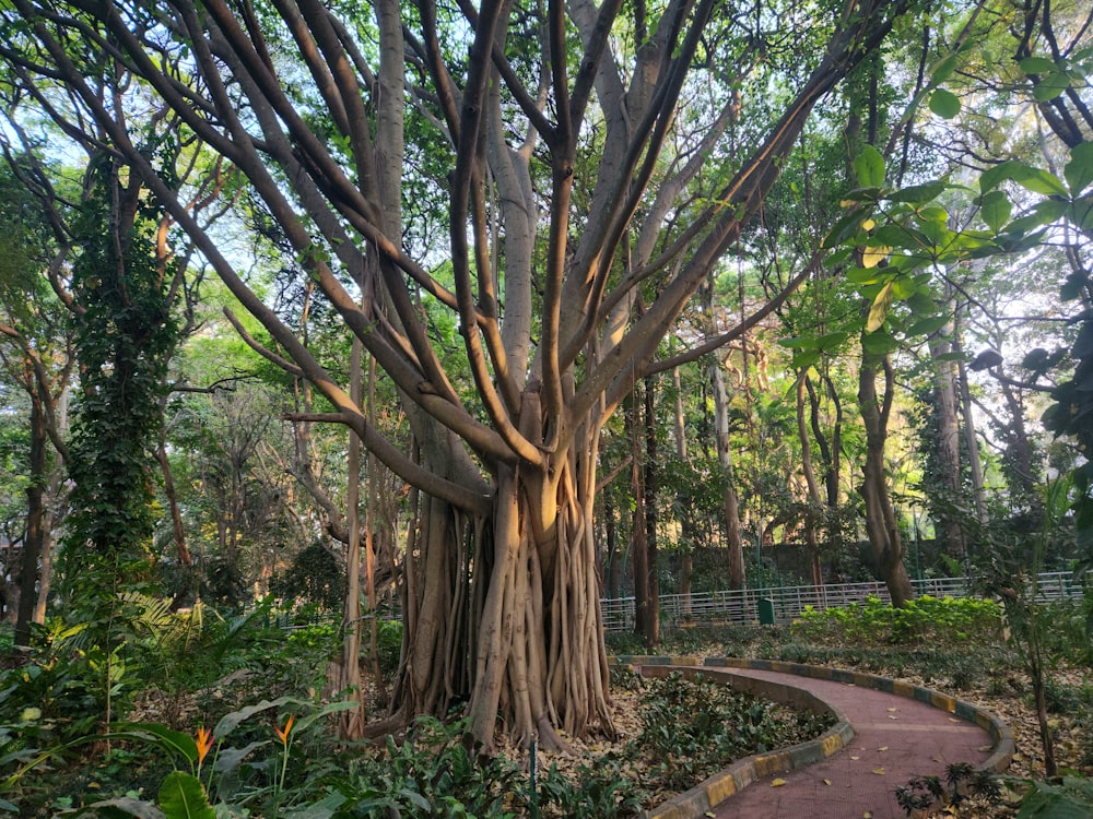 a large tree in the middle of a forest