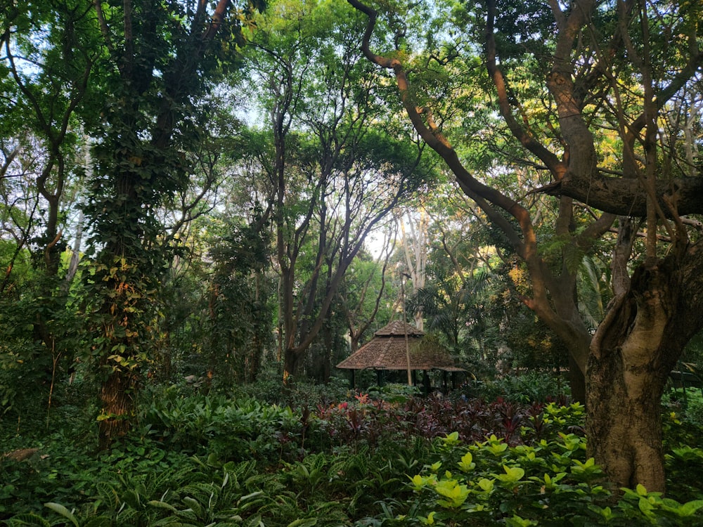 a gazebo in the middle of a lush green forest