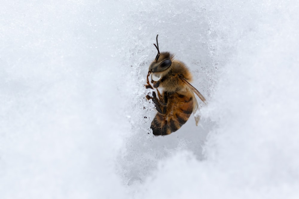 a close up of a bee flying through the air
