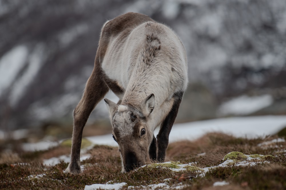 a brown and white horse grazing on grass