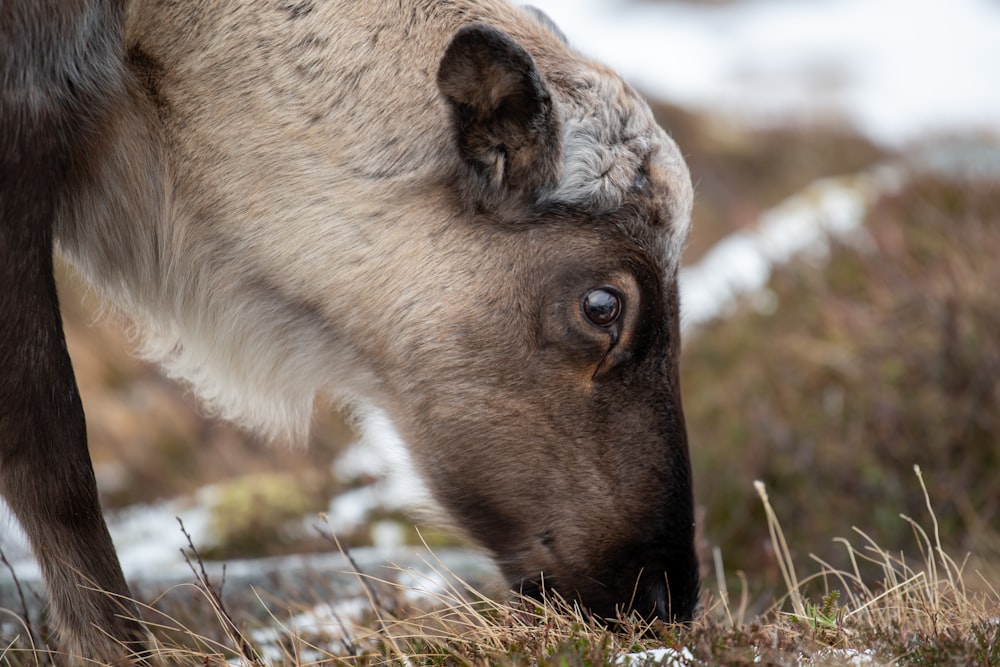 a close up of a sheep grazing in a field