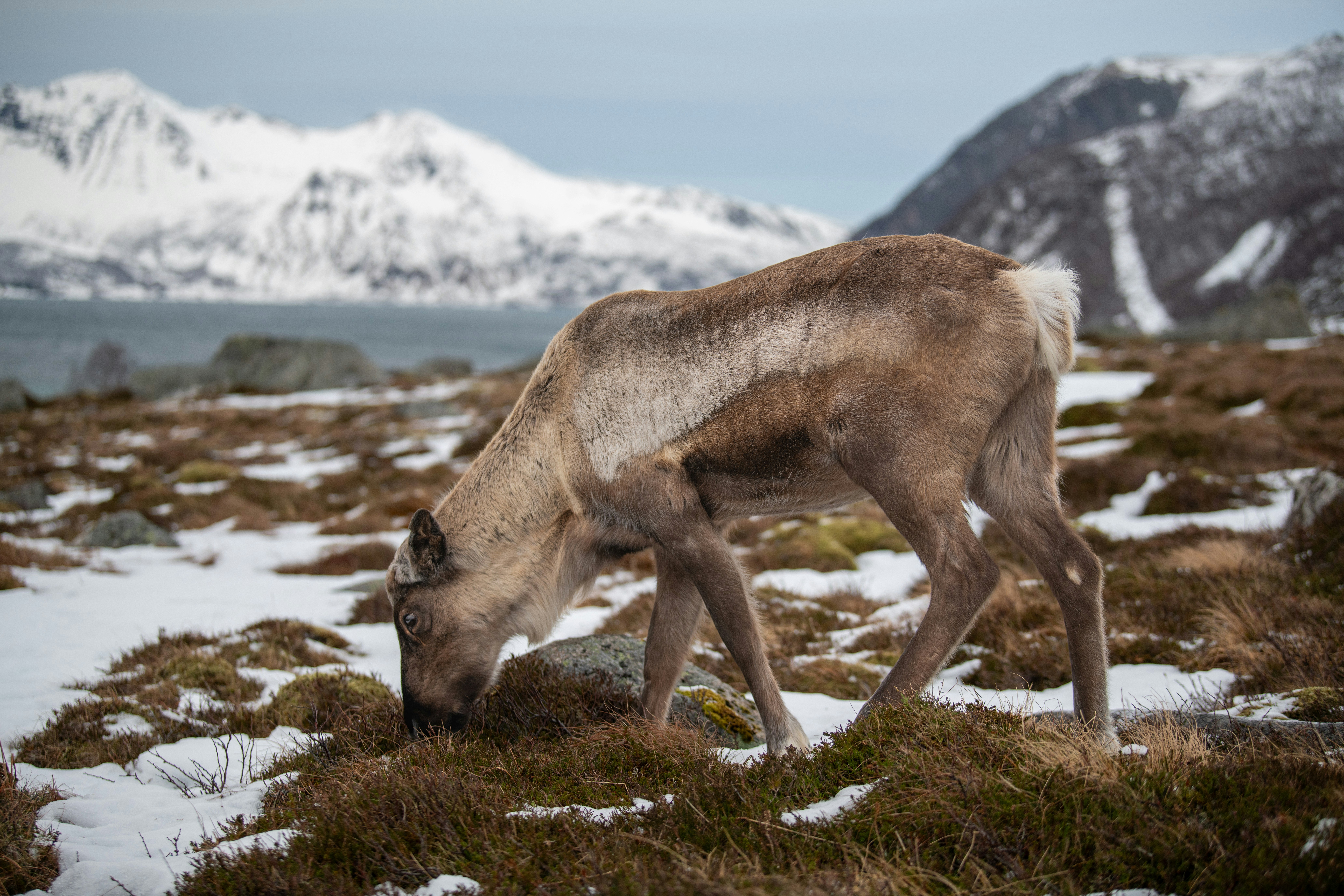 a deer eating grass in the middle of a snowy field
