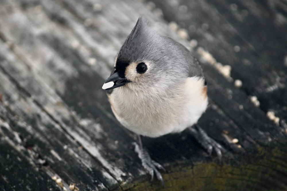 a small bird sitting on top of a wooden table