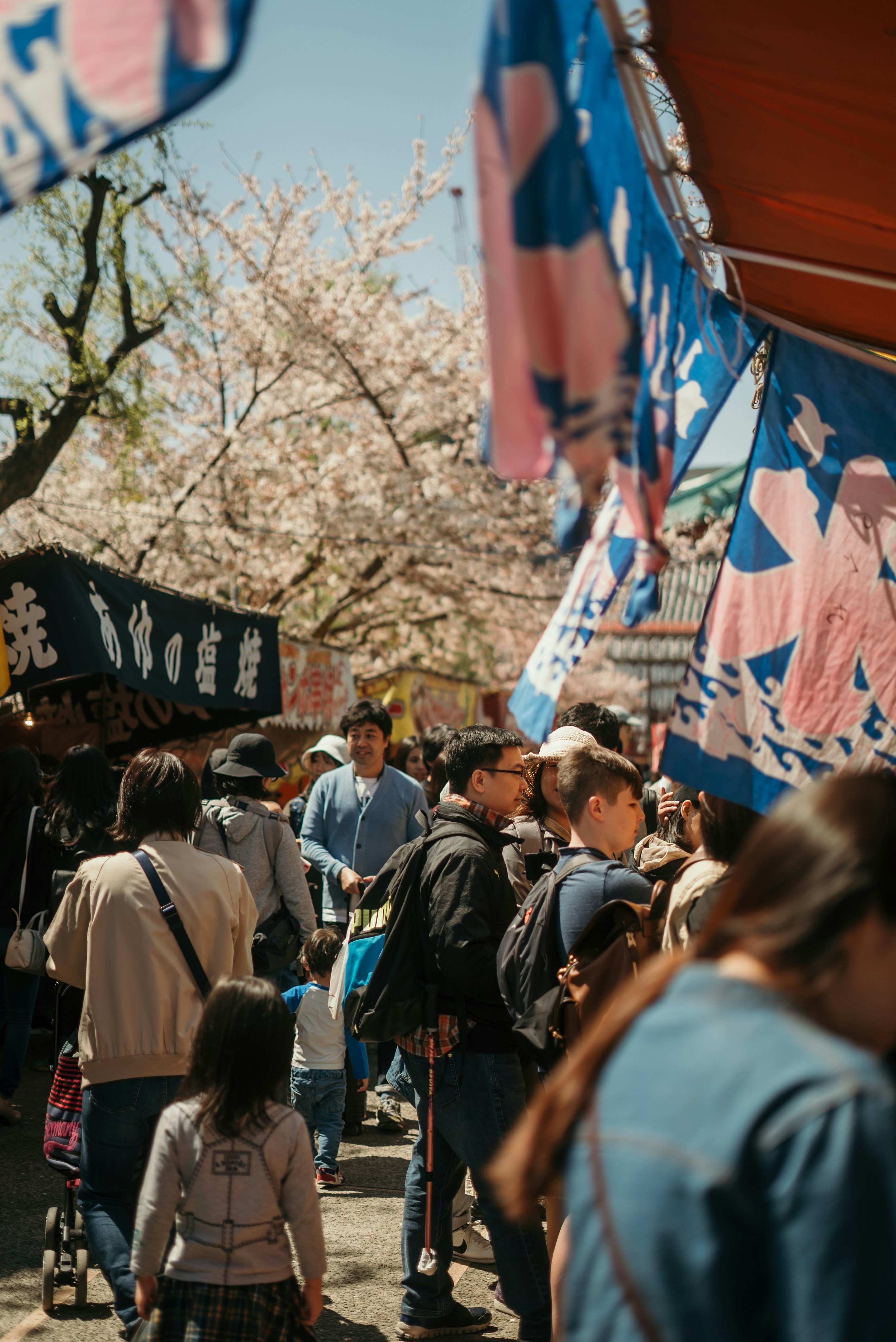 Hanami Party in Japan