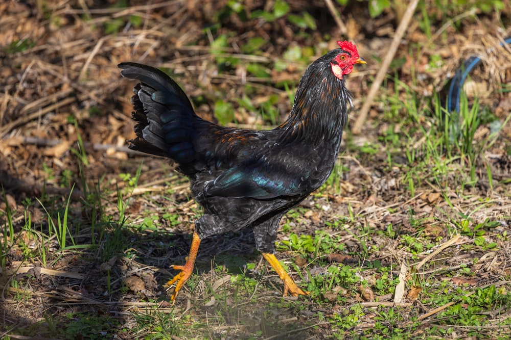 a black chicken with a red comb walking on the ground