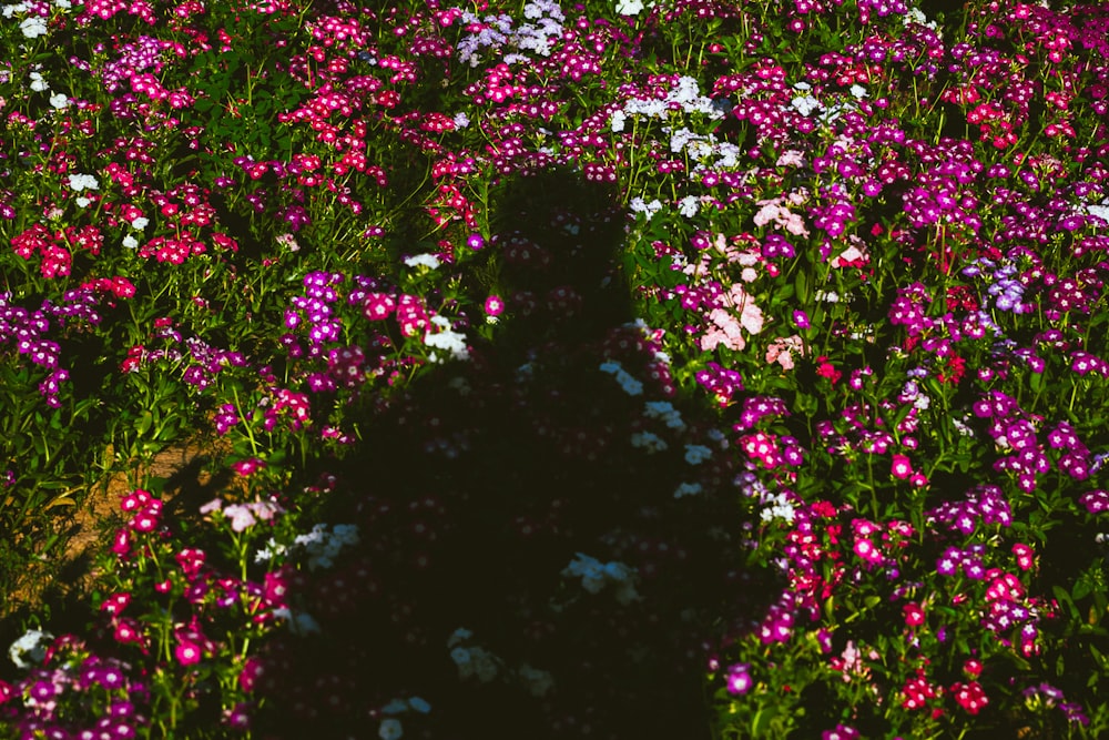 a shadow of a person in a field of flowers