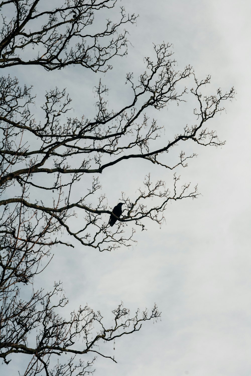 Ein Vogel sitzt in einem Baum ohne Blätter
