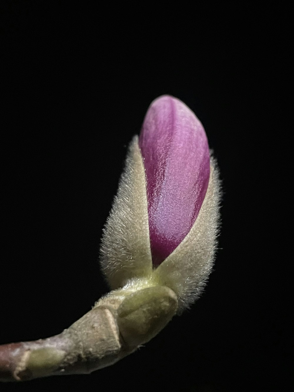 a pink flower bud with a black background
