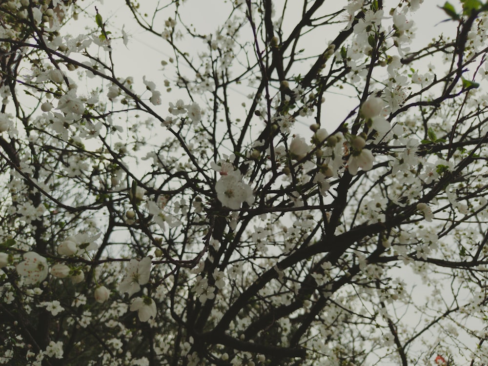 a tree with lots of white flowers on it