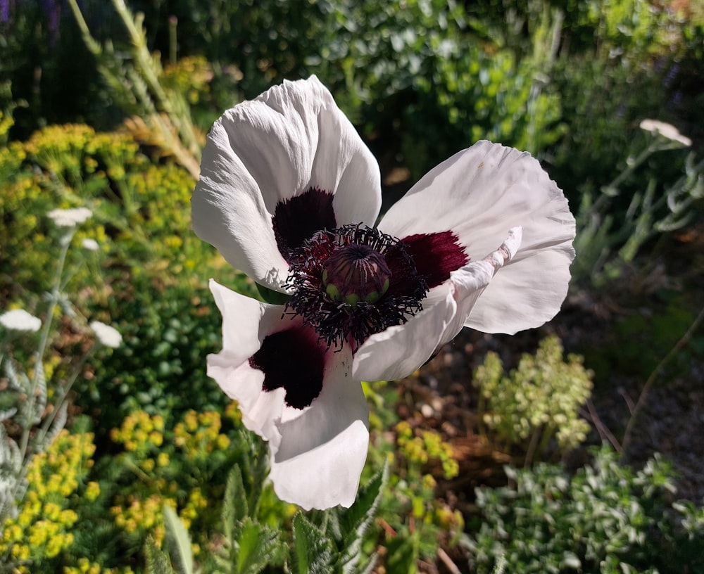 a white flower with a red center in a garden