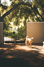 a small dog standing in front of a gate