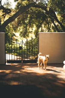 a small dog standing in front of a gate