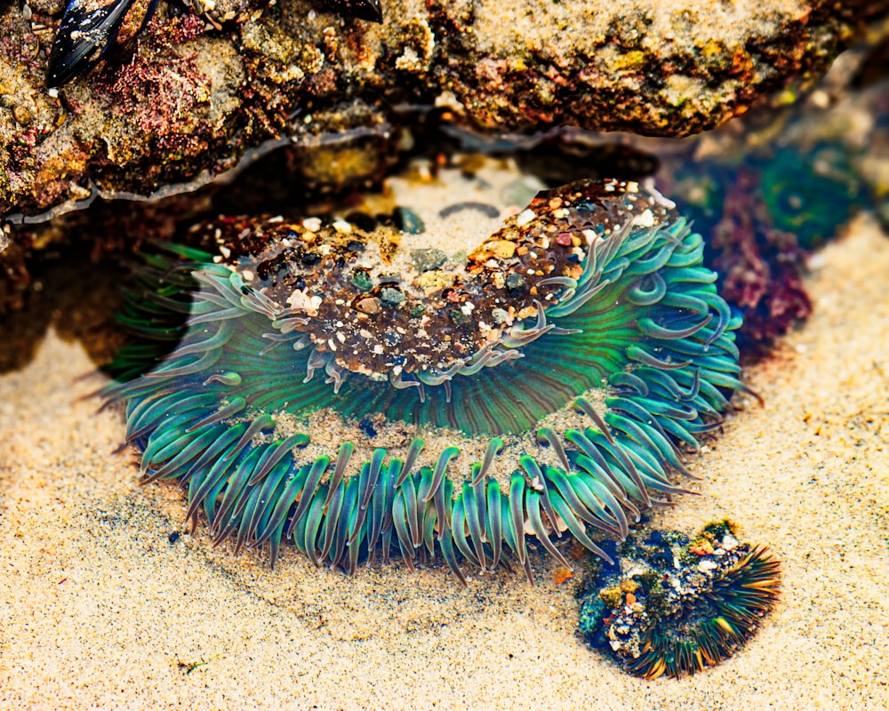 a close up of a sea urchin on a sandy beach