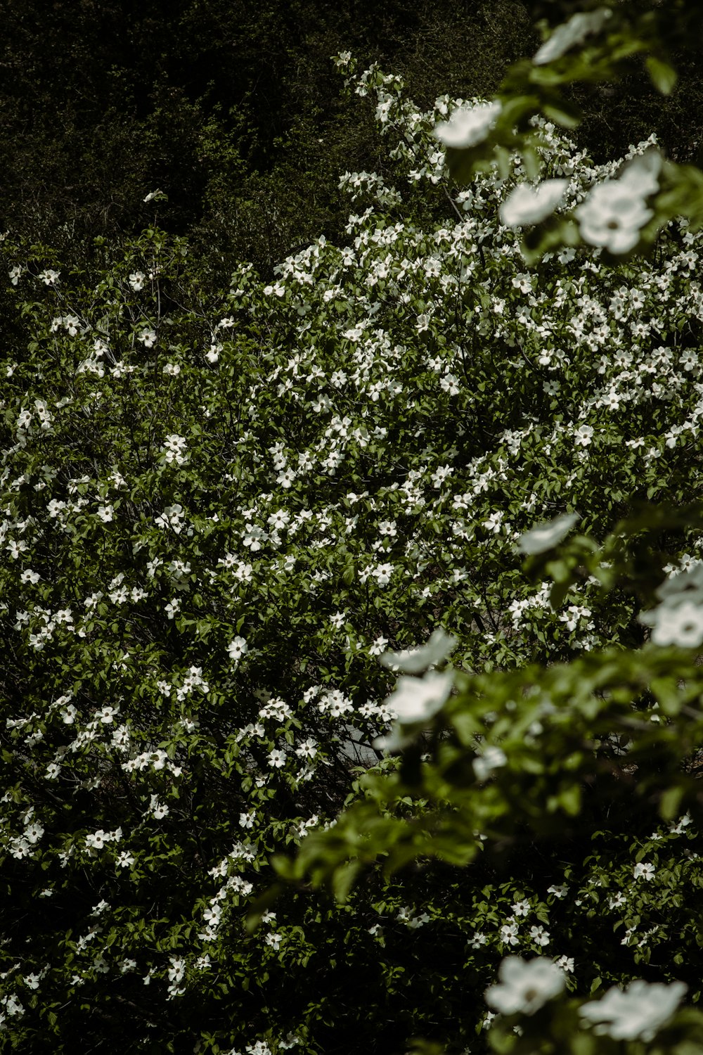 uma árvore cheia de muitas flores brancas