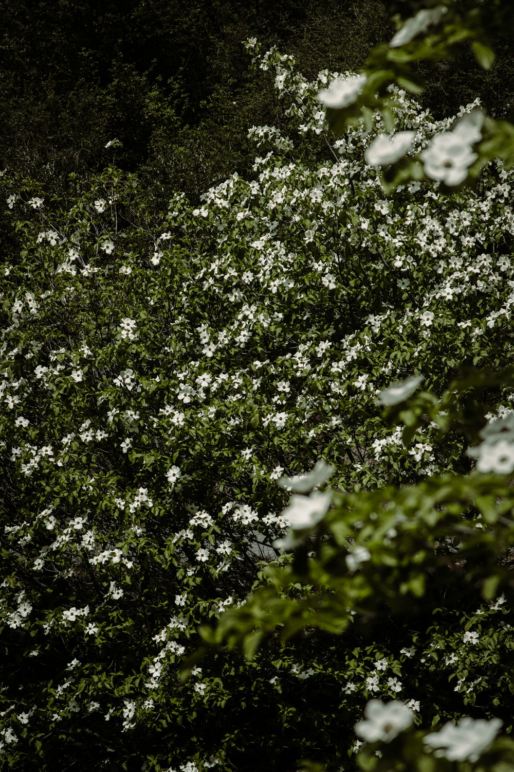 a tree filled with lots of white flowers