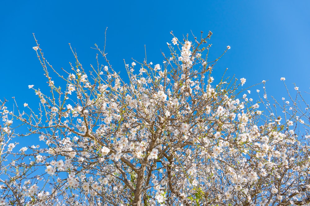 흰 꽃과 푸른 하늘을 배경으로 한 나무