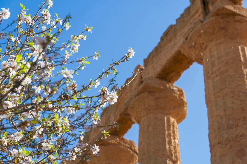 a tree with white flowers in front of a stone structure