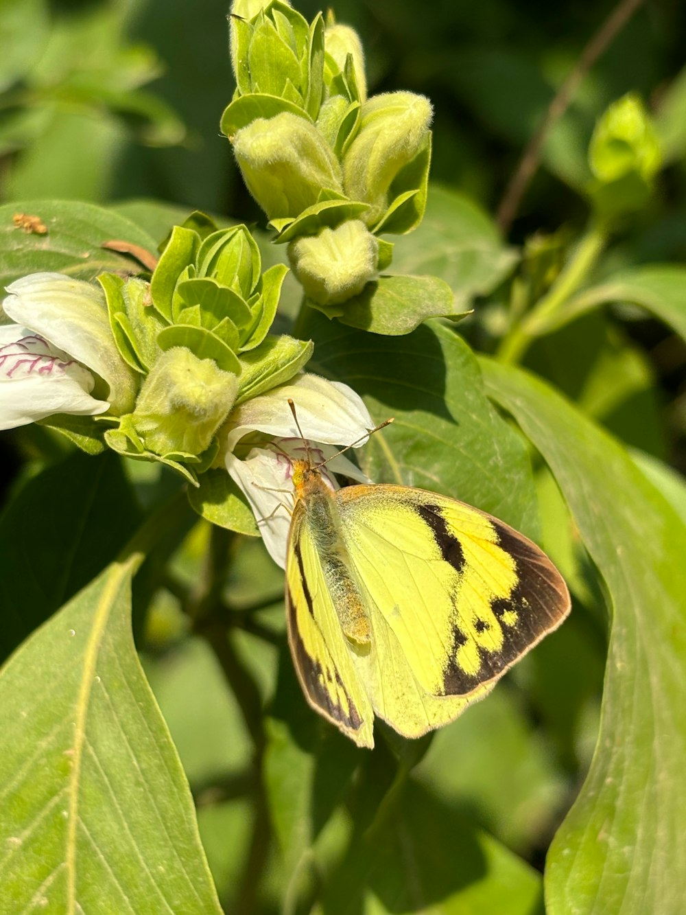 a yellow and black butterfly sitting on a green leaf