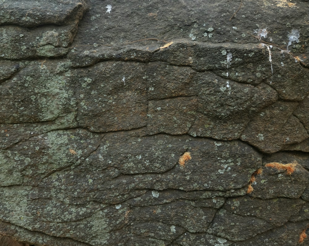 a close up of a rock with moss growing on it