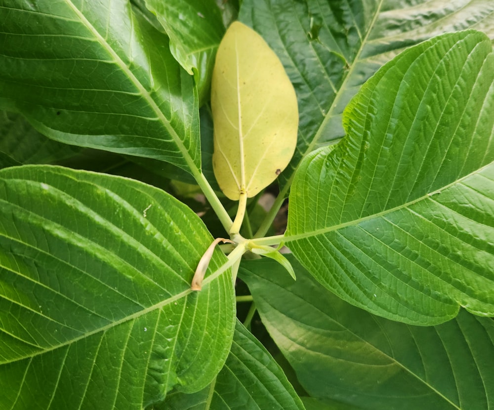 a close up of a leaf on a tree