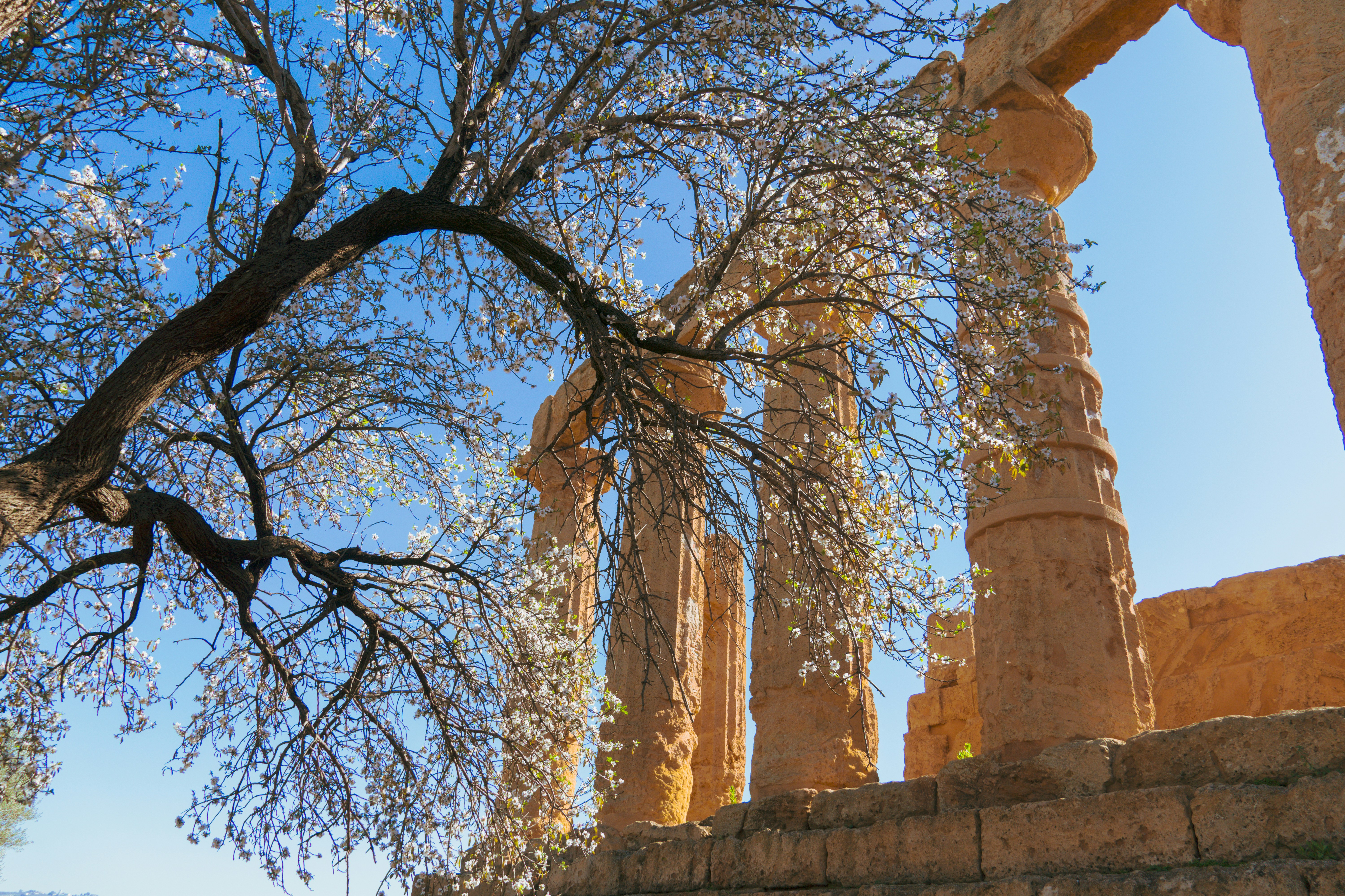 a tree in front of some ancient ruins