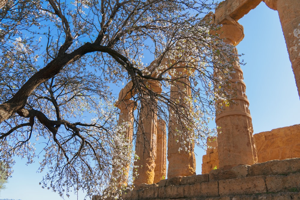 a tree in front of some ancient ruins