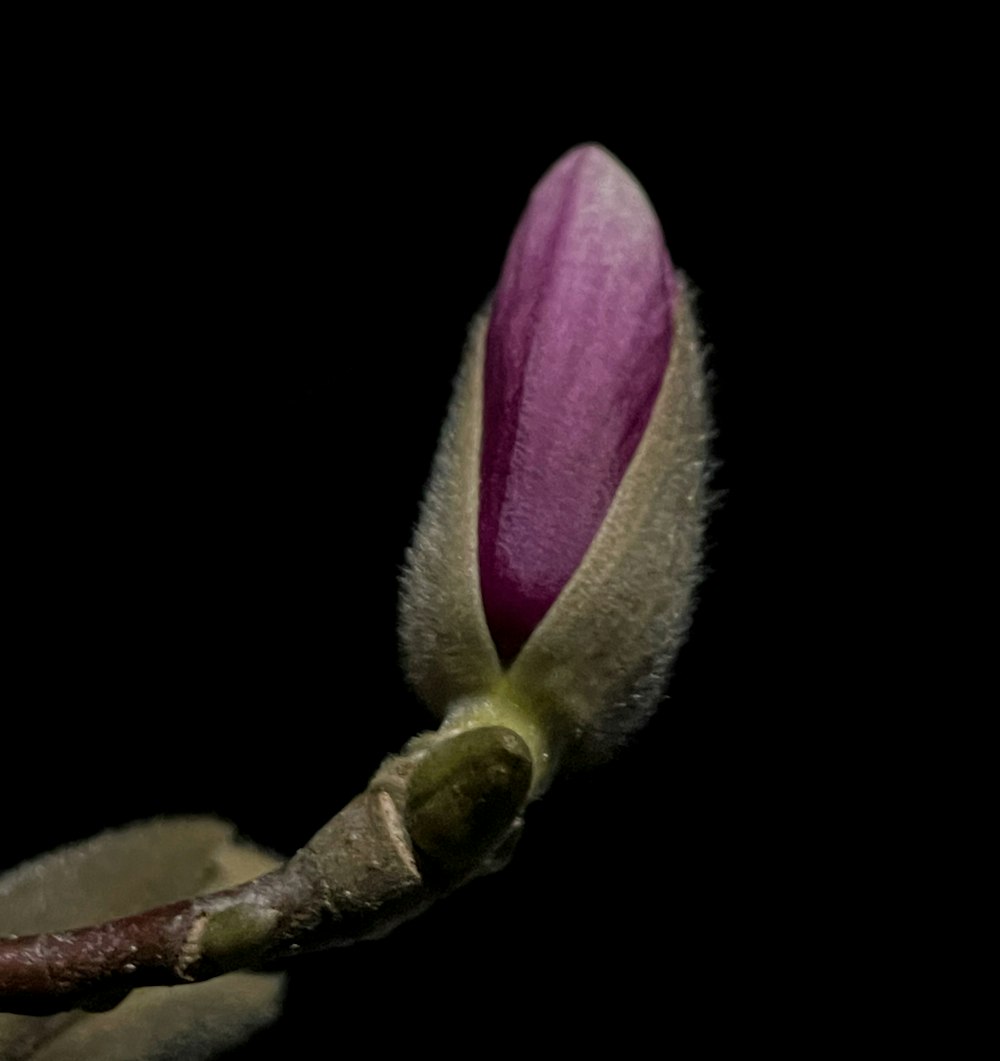 un primer plano de una flor con un fondo negro
