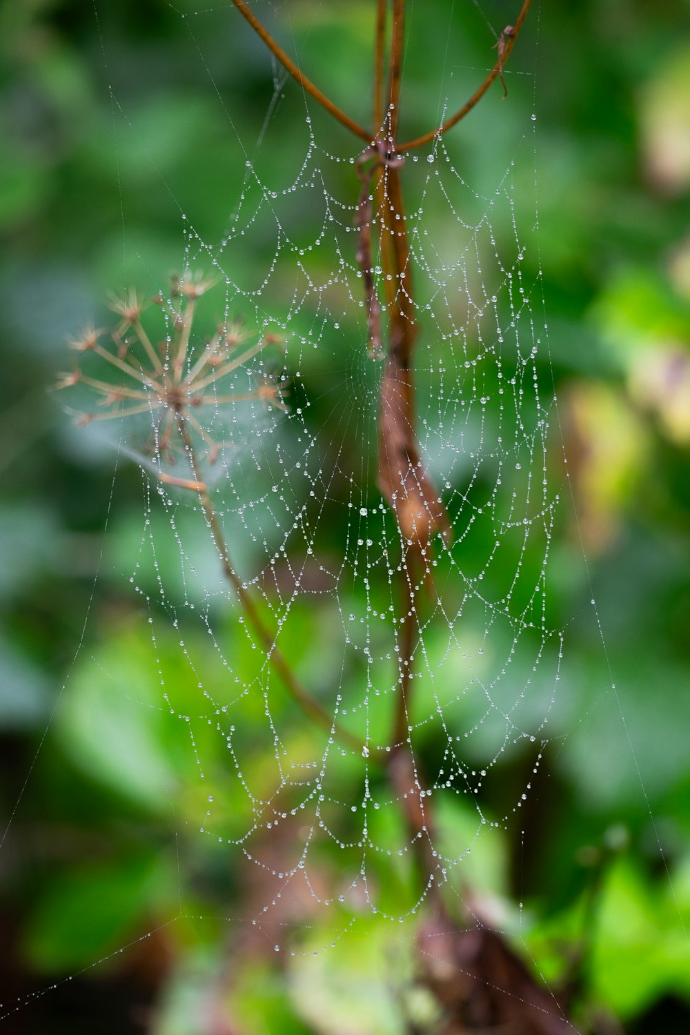 a close up of a spider web on a plant