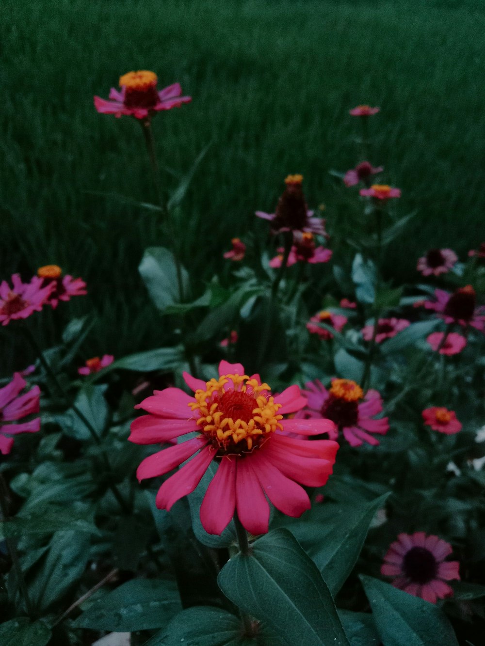 a field full of pink and yellow flowers