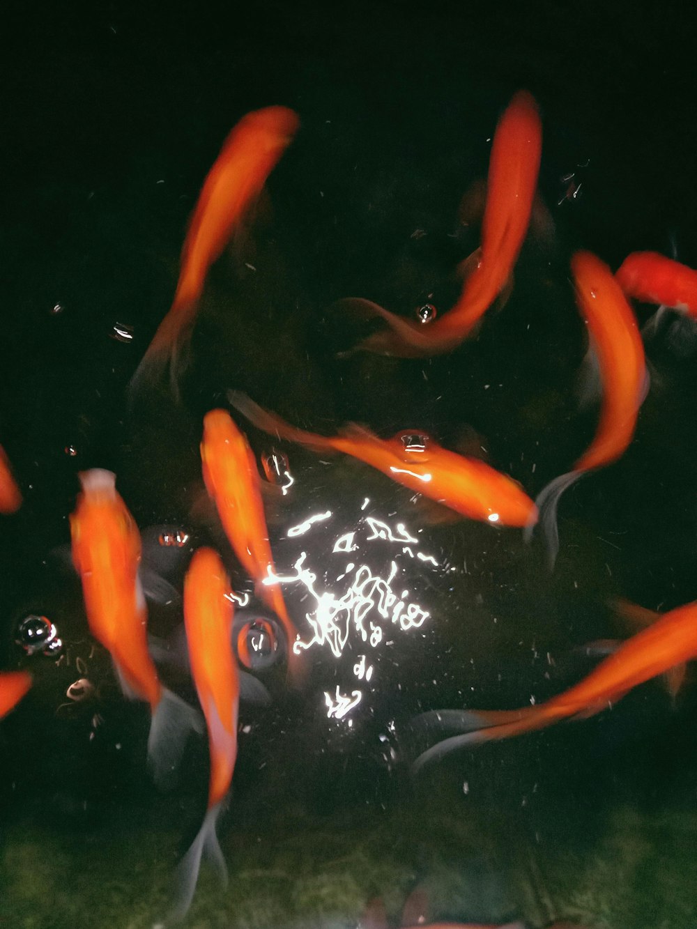 a group of orange fish swimming in a pond