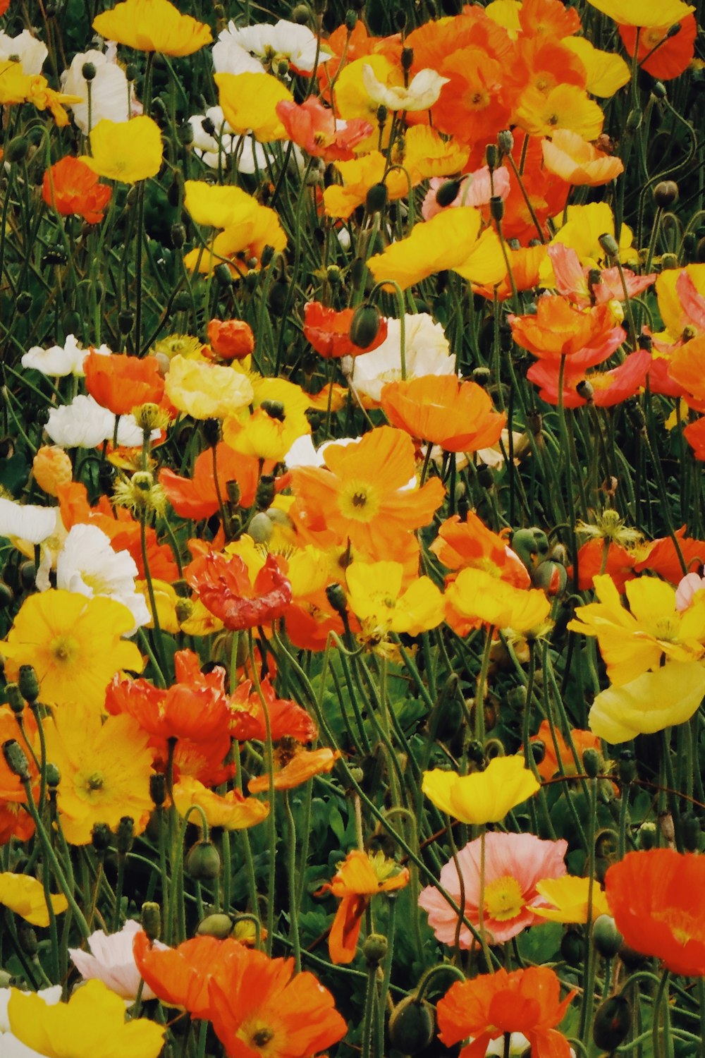 a bunch of flowers that are in the grass