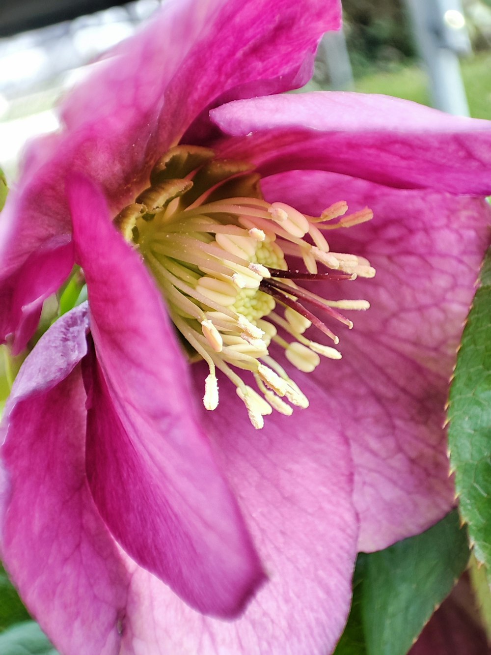 a close up of a pink flower with green leaves