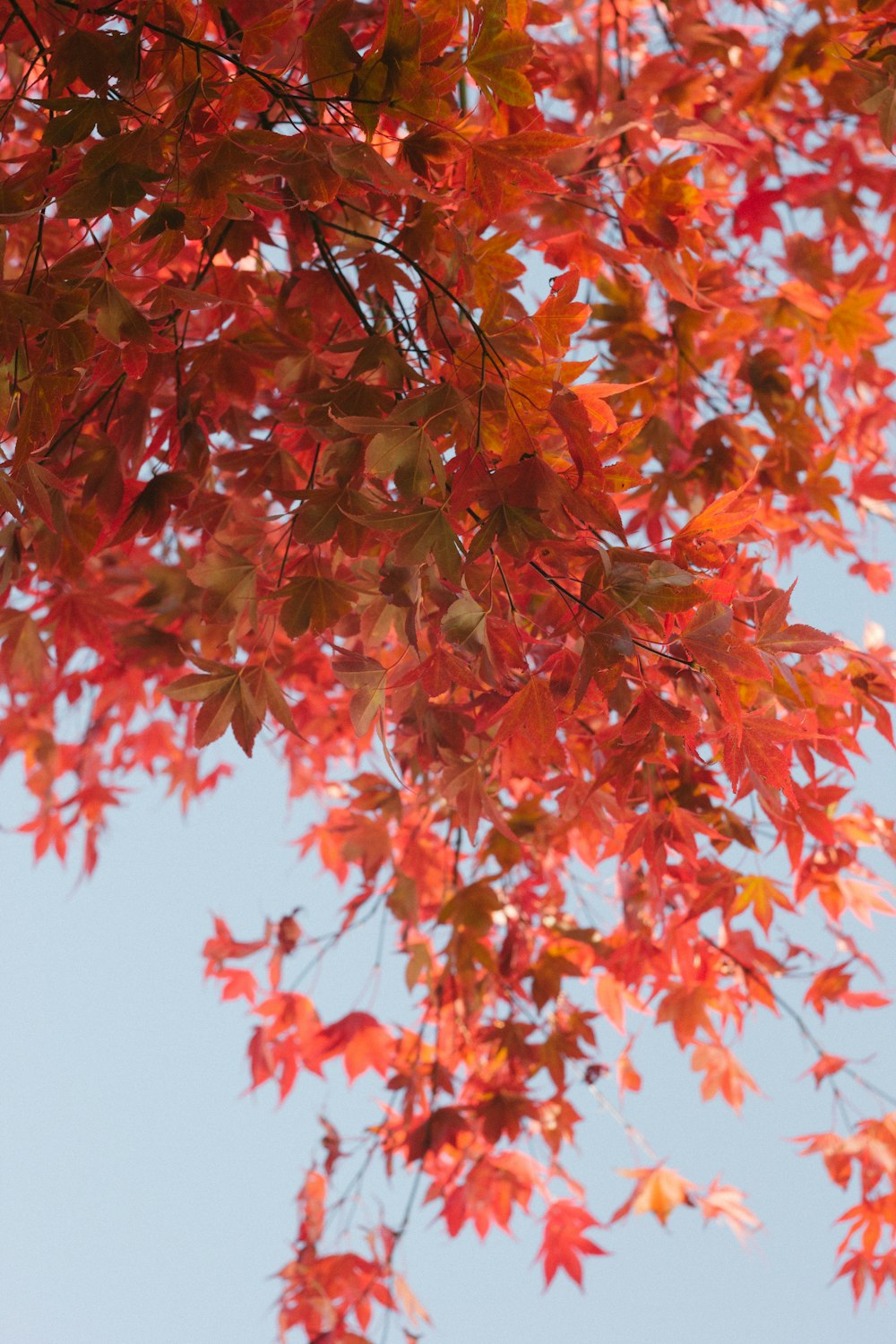 a tree with red leaves and a blue sky in the background