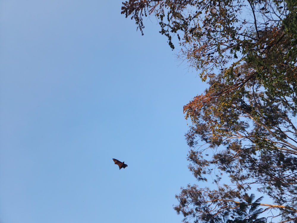 a bird flying high up in the sky