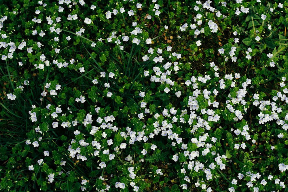 small white flowers are growing in the grass